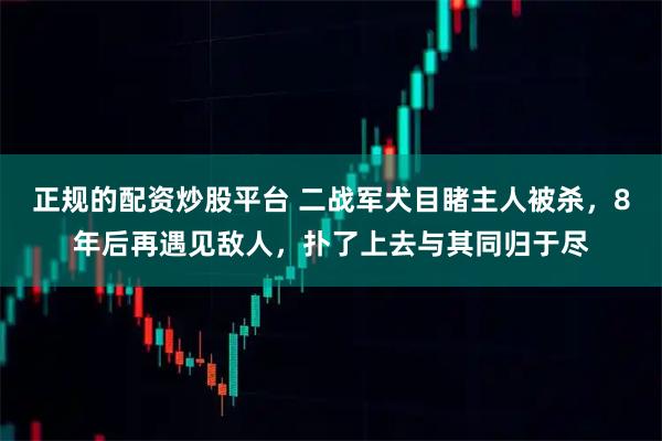 正规的配资炒股平台 二战军犬目睹主人被杀，8年后再遇见敌人，扑了上去与其同归于尽